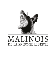 Malinois De La Frisone Liberte